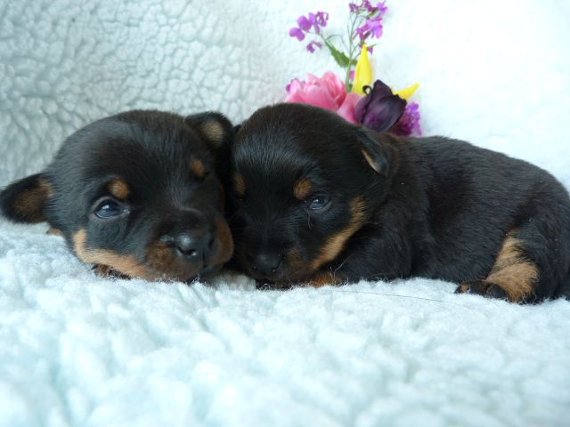 chiot Lancashire Heeler del Traje de Luces