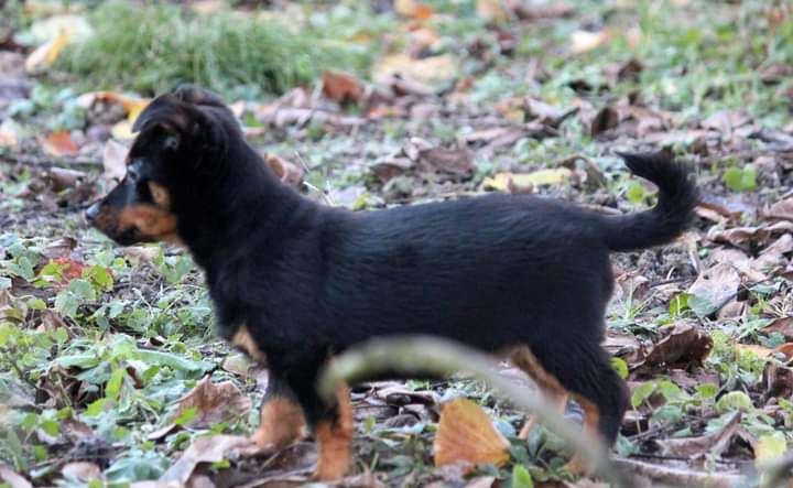 Chiot sympa pour panier sympa