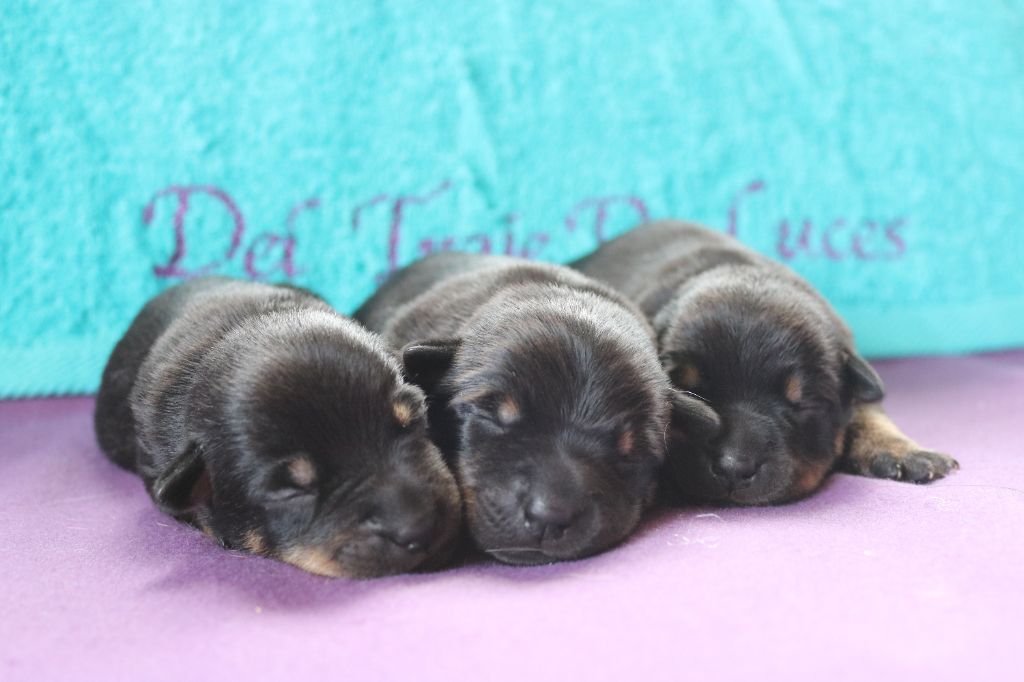 Prochaine portée attendue !